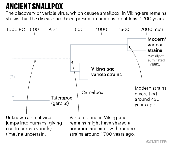 20200728.Smallpox-and-other-viruses-plagued-humans-much-earlier-than-suspected-03.png